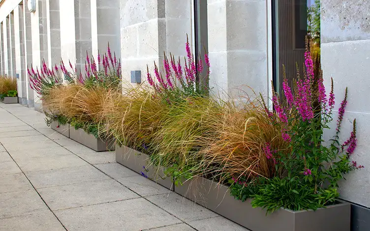 grasses