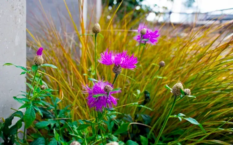 pink knapweed