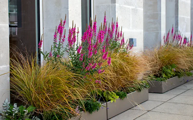 planter