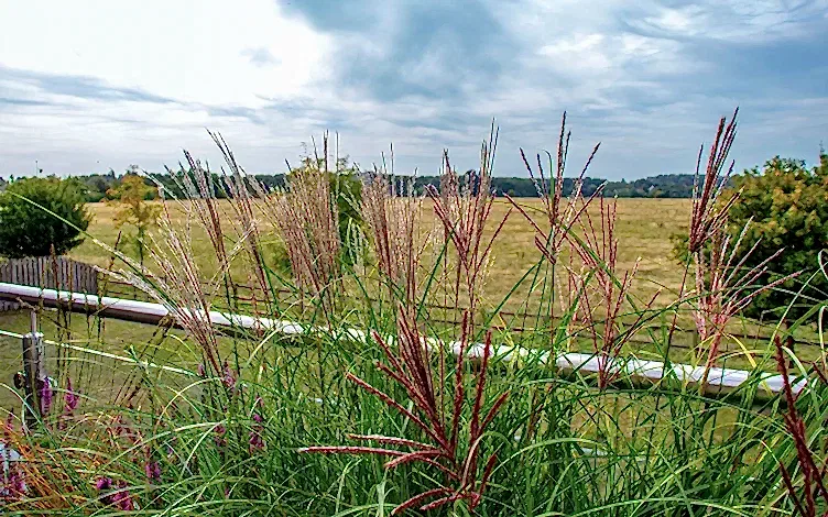 grass