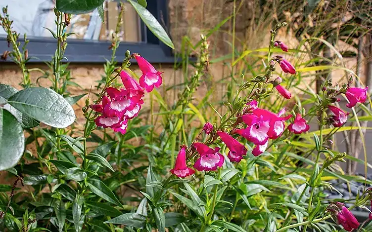bloom