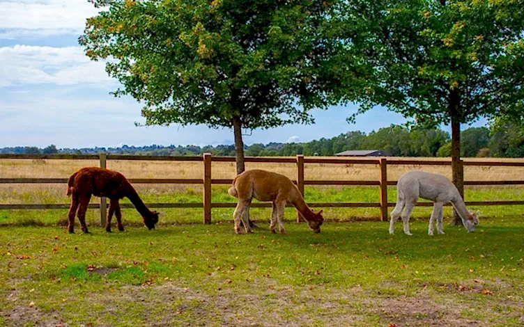 alpacas