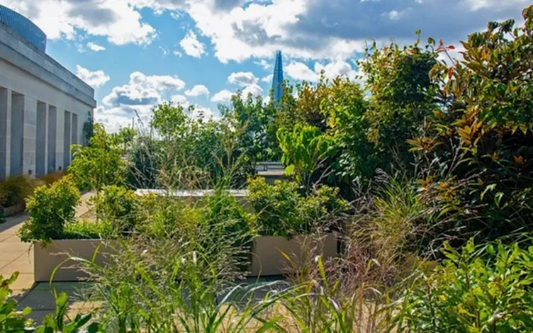 grasses terrace