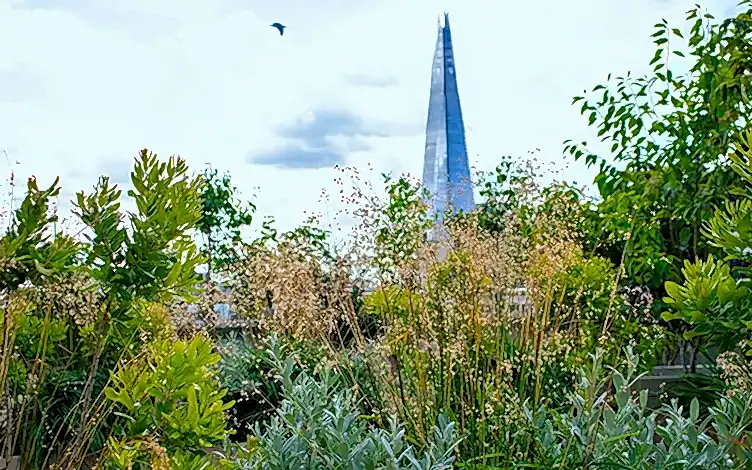 shard