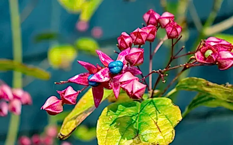 clerodendrum