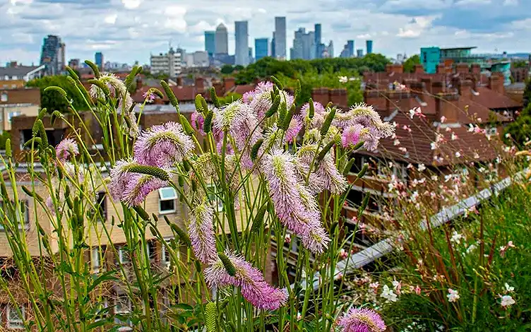 sanguisorba