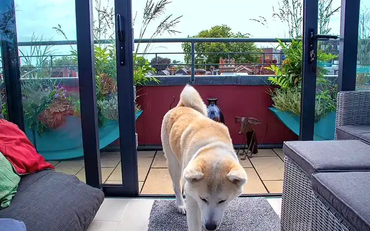 akita