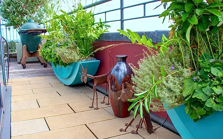 plants