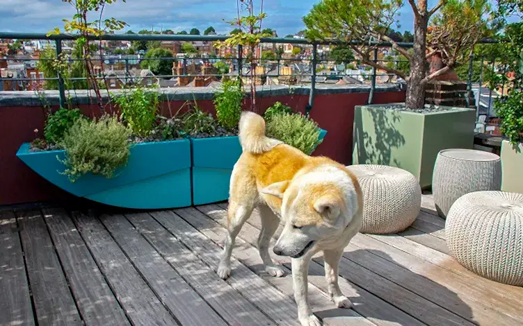 dog
