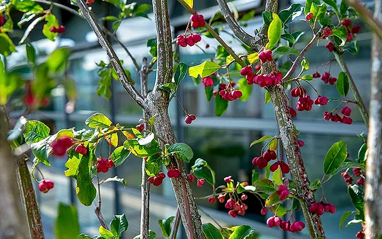 euonymus