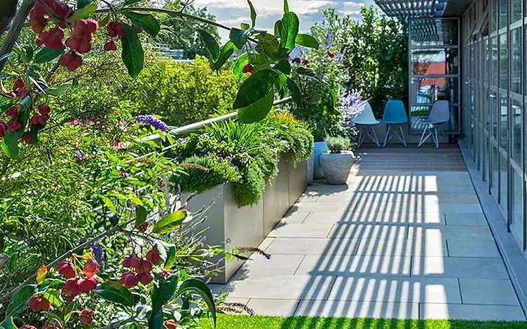 biodiverse roof garden